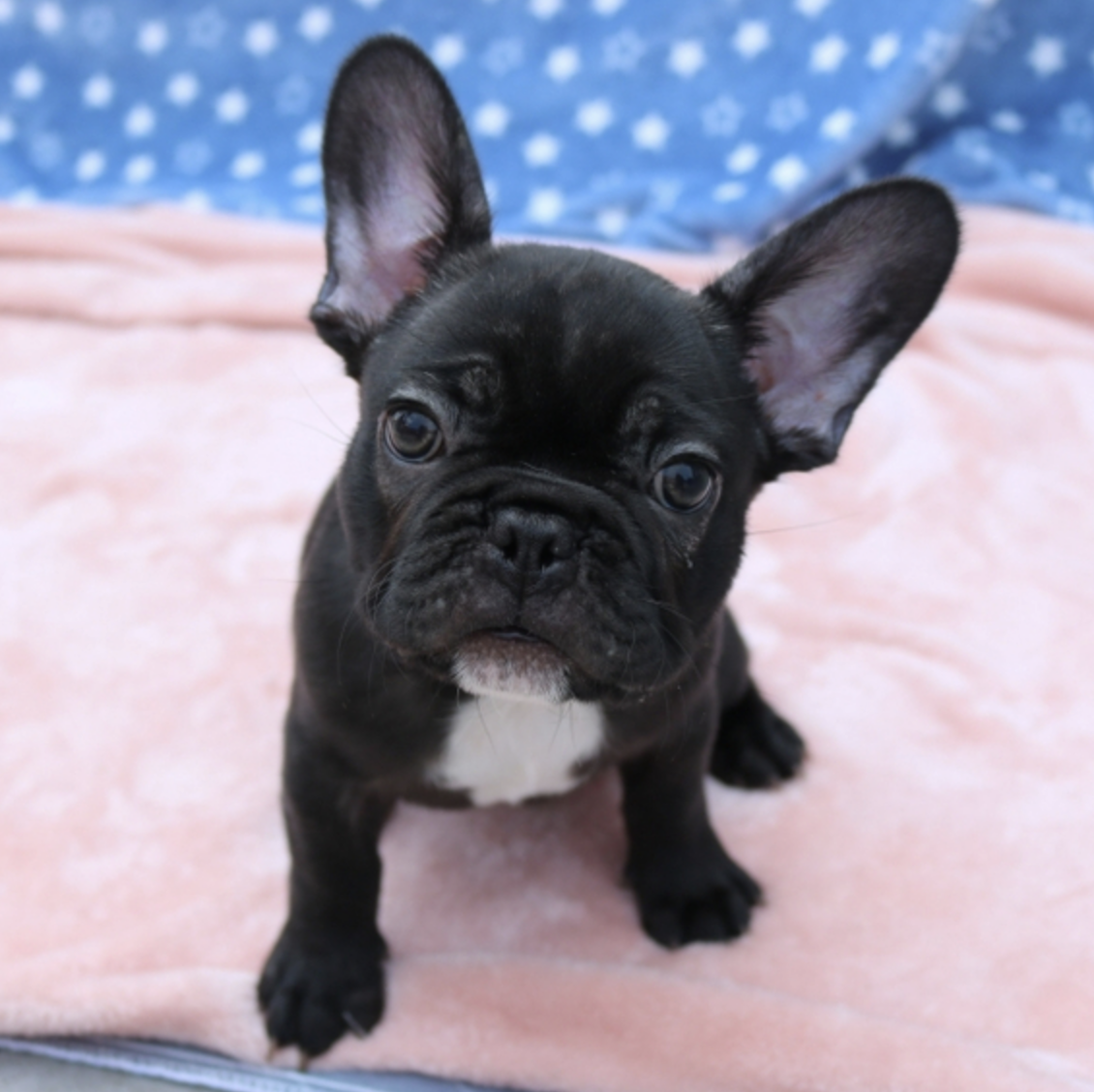 comprar cachorros sanos, baratos y asequibles para la venta